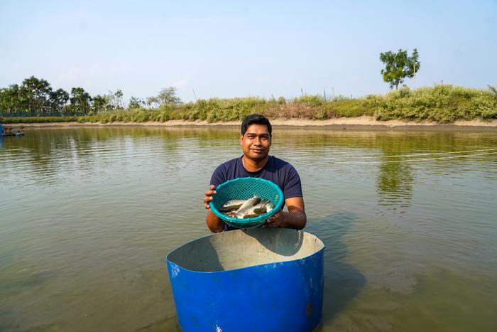 Amit Joarder prepares G3 rohu fingerlings for stocking at his pond in Bangladesh. The selectively bred strain grows 32.6% faster than conventional rohu and increases net margins by 24.8% for smallholder farmers.