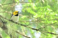 Hermit Warbler