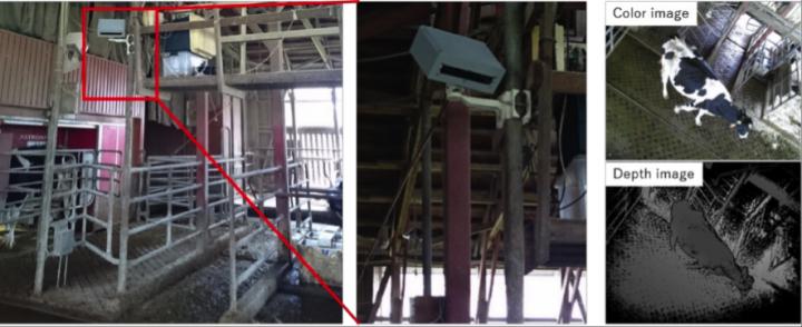 Depth Sensor Installed in a Cowhouse