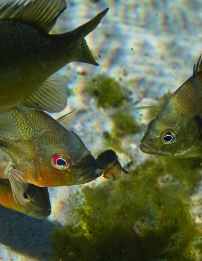 Bluegills