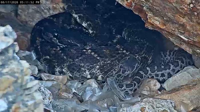 Photo 1 (California RattleCam)
