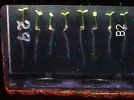 Seedling Growth on Space Station