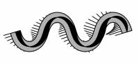 Snake Model