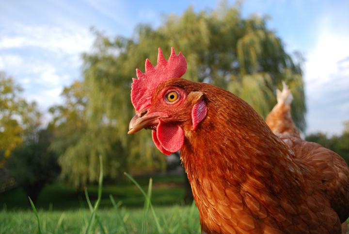 Reframing Chicken Intelligence?
