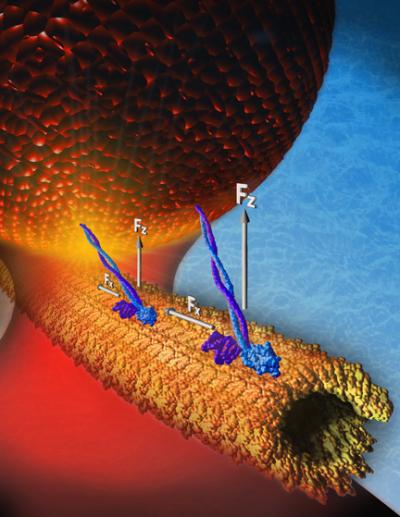 Kinesin Motors