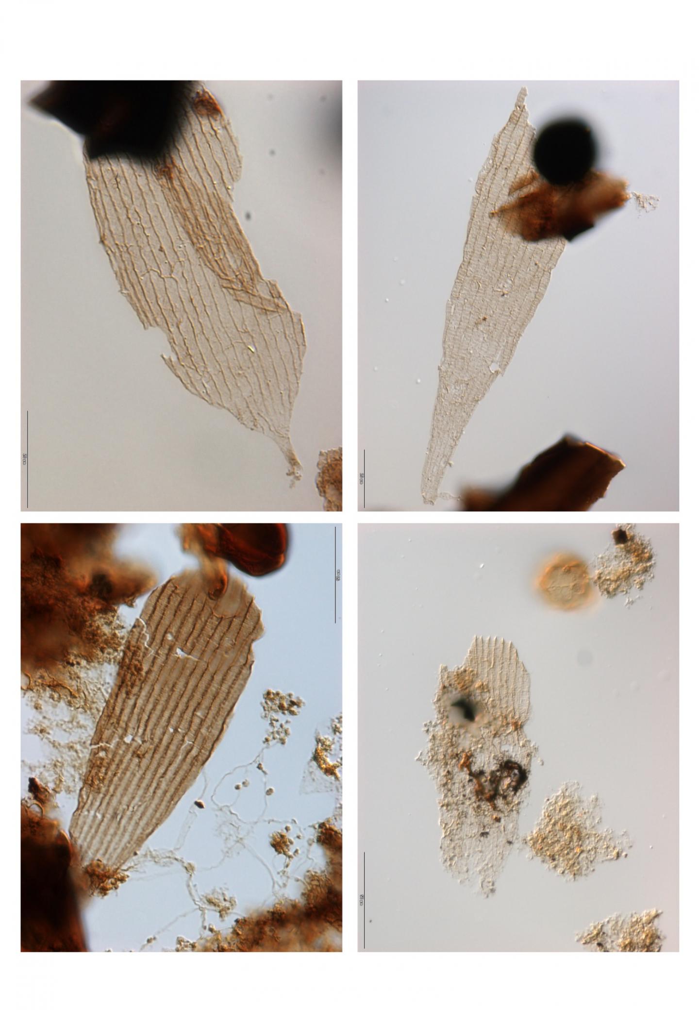 Examples of Fossilized Lepidoptera Scales