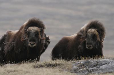 Future Impact of Global Warming is Worse When Grazing Animals Are Considered (1 of 2)