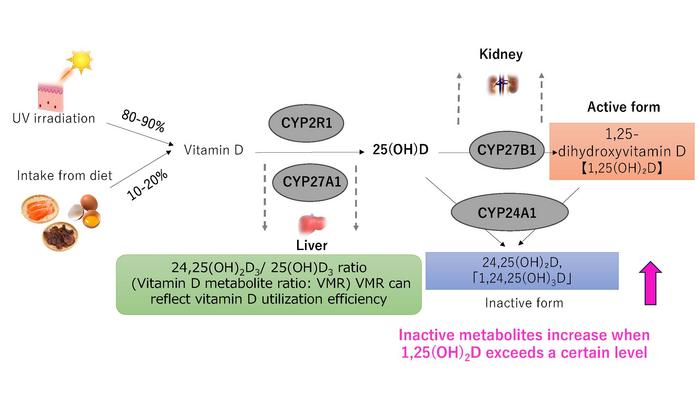 Vitamin D metabolism