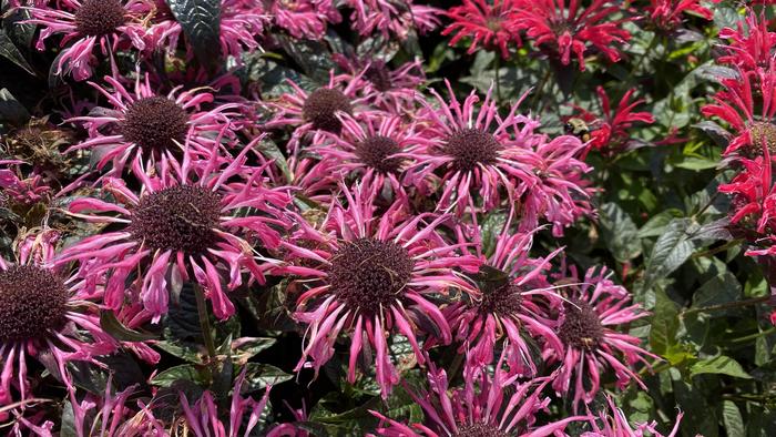 Floriculture Sustainability Differs by Industry Sector