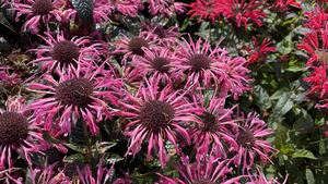 Floriculture Sustainability Differs by Industry Sector