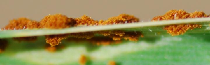 WSR Pustules Through Seedling Leaf