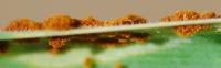 WSR Pustules Through Seedling Leaf