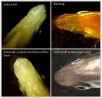 Smelt Comparisons