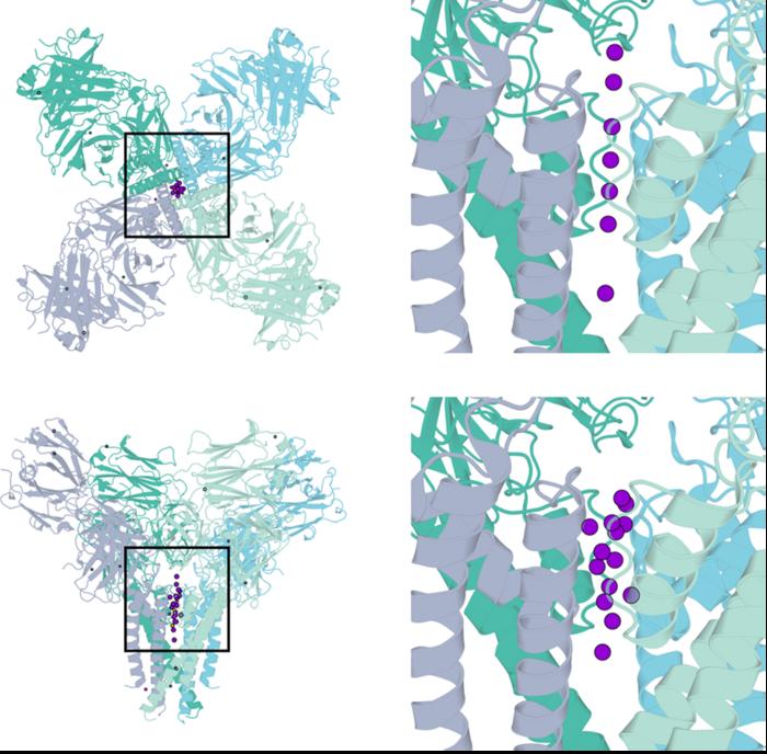 PRIME is a new deep-learning method for predicting where metal ions bind in a protein.
