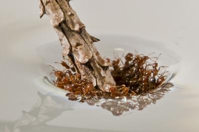 Drowning an Ant Raft