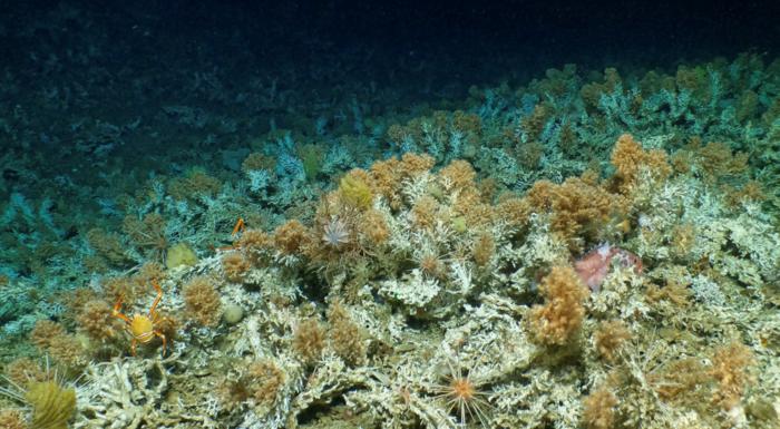 Scientists have discovered extensive, ancient and modern deep-sea coral reefs within the Galápagos Marine Reserve