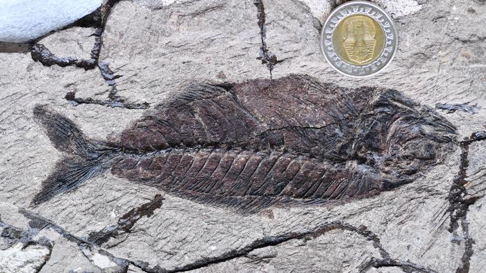Fish Fossil