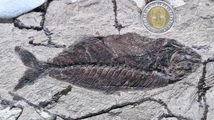Fish Fossil