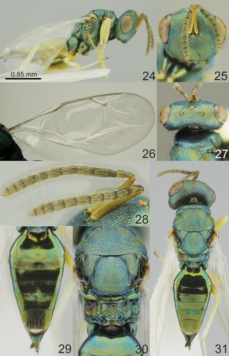 Ernest Hemingway Hyperparasitoid Wasp (Chlorocytus papahemii)