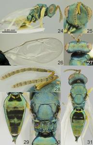 Ernest Hemingway Hyperparasitoid Wasp (Chlorocytus papahemii)
