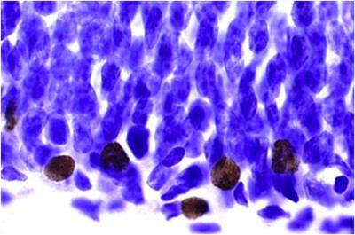 Gould New Neurons