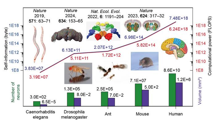The storage capacity and computing power of the brains of different species