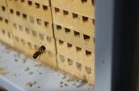 Dark coloured bee with gingerish fuzz (female red mason bee) hovering near her nest which is a cream wall with square holes