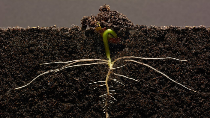 Bean root