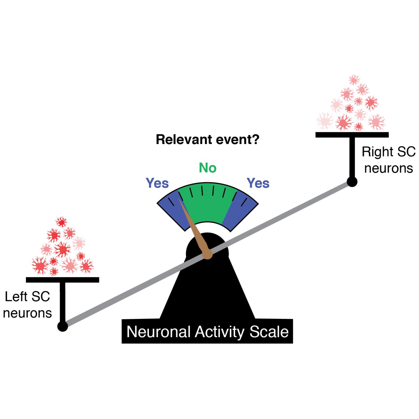 Neuronal Activity Scale