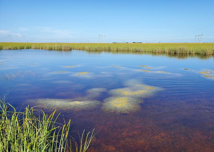 Wetlands of Florida Everglades