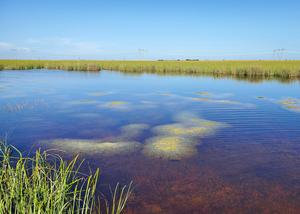 Wetlands of Florida Everglades