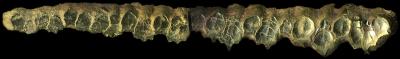 Teeth from the Upper Jaw of a Hadrosaur