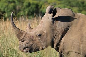 Horned white rhino