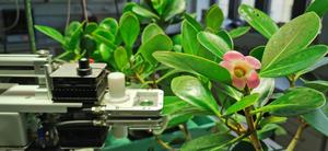 Fig. 1: Photosynthesis measurement on the Clusia minor tree. Under stressful conditions, this tree 'switches' to CAM photosynthesis. Under favourable conditions and with an adequate water supply, conventional C3 photosynthesis takes place.