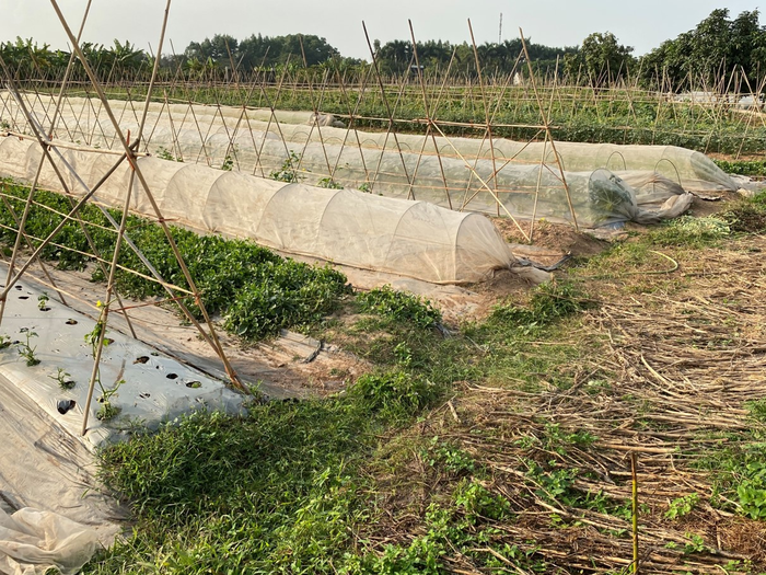 urban farm