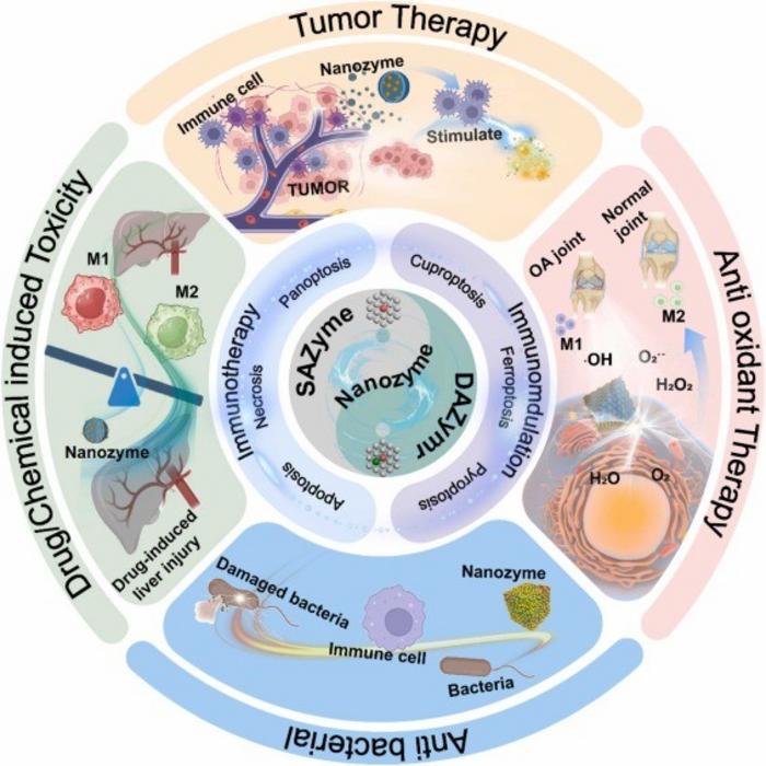 Schematic illustration of recent advances in diagnostic and therapeutic systems based on AENs, including applications in tumor therapy, anti oxidant therapy, anti bacterial therapy