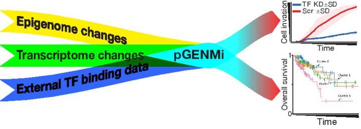 Flowchart of the model