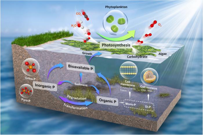 Chemical composition, sources, and ecological effect of organic phosphorus in water ecosystems: a review