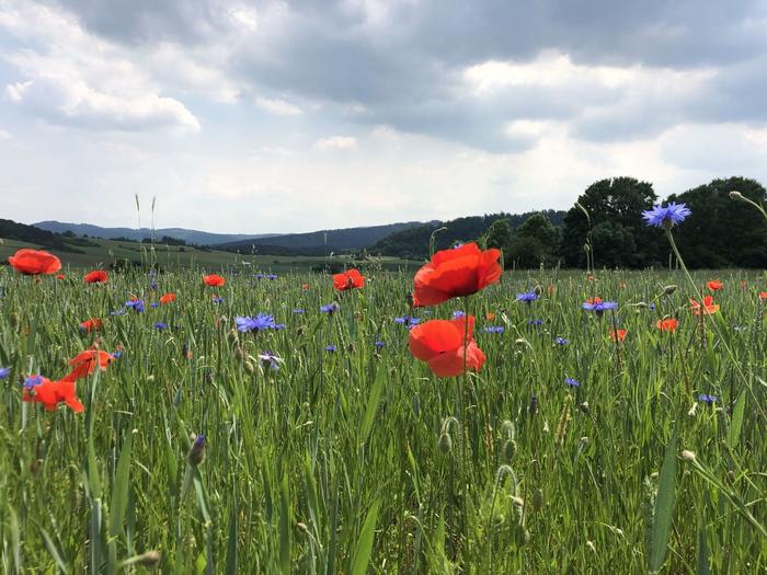 Organic farmland full of poppies and cornflowers