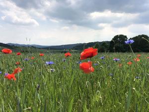 Organic farmland full of poppies and cornflowers