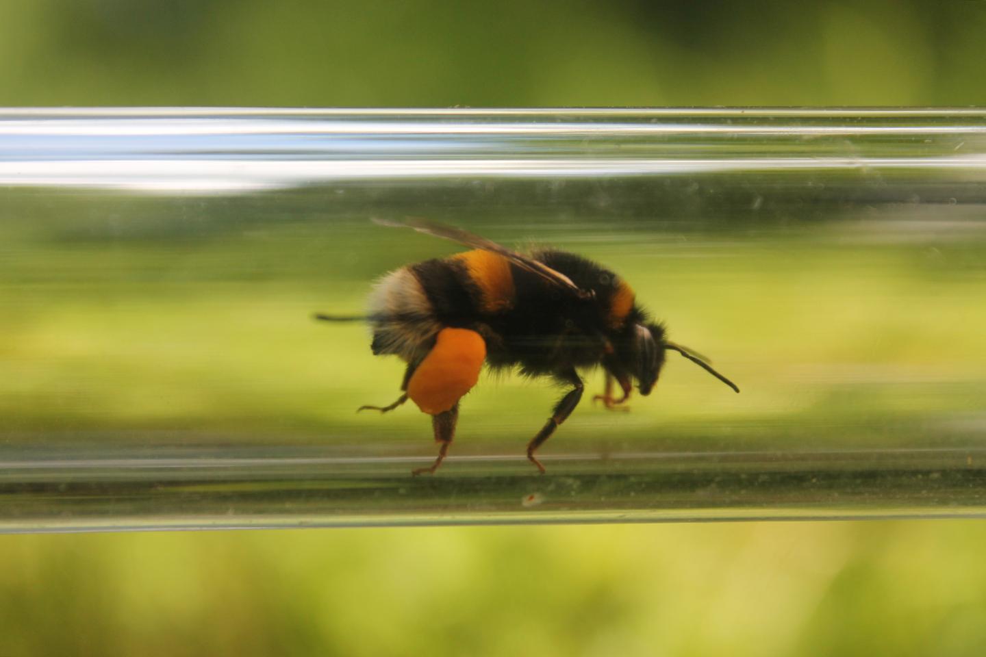 Bees in the Experiment (2 of 3)