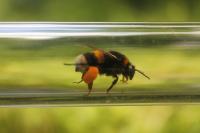 Bees in the Experiment (2 of 3)