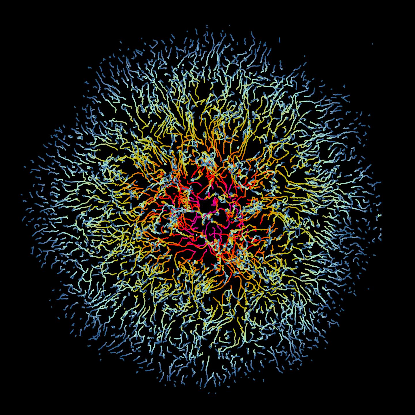 Tracks of Vaccinia Virus-Infected Cells