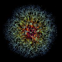 Tracks of Vaccinia Virus-Infected Cells