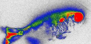 Aquatic plant reduces antibiotics in water and genetic damage in fish