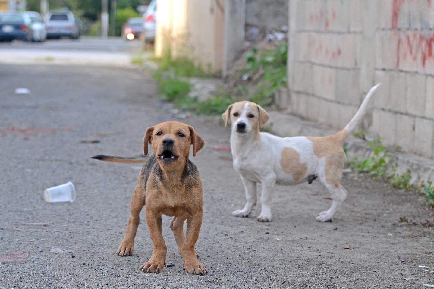 Street Dogs