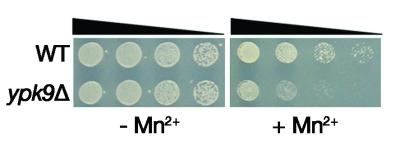 Link Between Parkinson's Disease Genes and Manganese Poisoning (2 of 2)