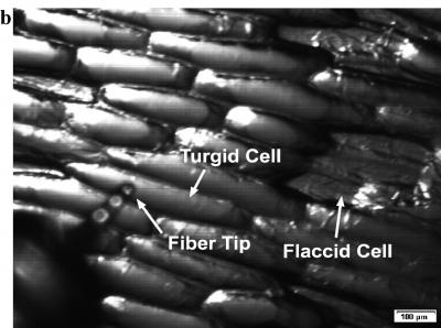 Laser Cell