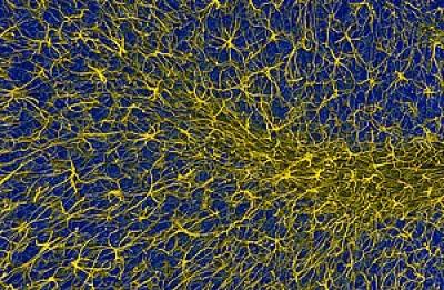Glial Cells
