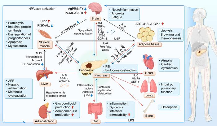 Multi-organ changes in pancreatic cancer cachexia